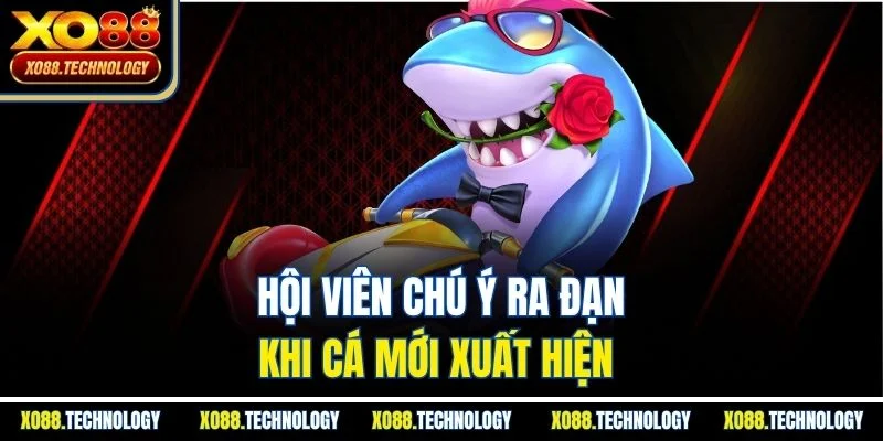Hội viên chú ý ra đạn khi cá mới xuất hiện 